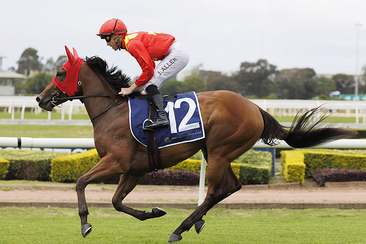 STEEL CITY running in the NED AUSTRALIAN WHISKY HANDICAP