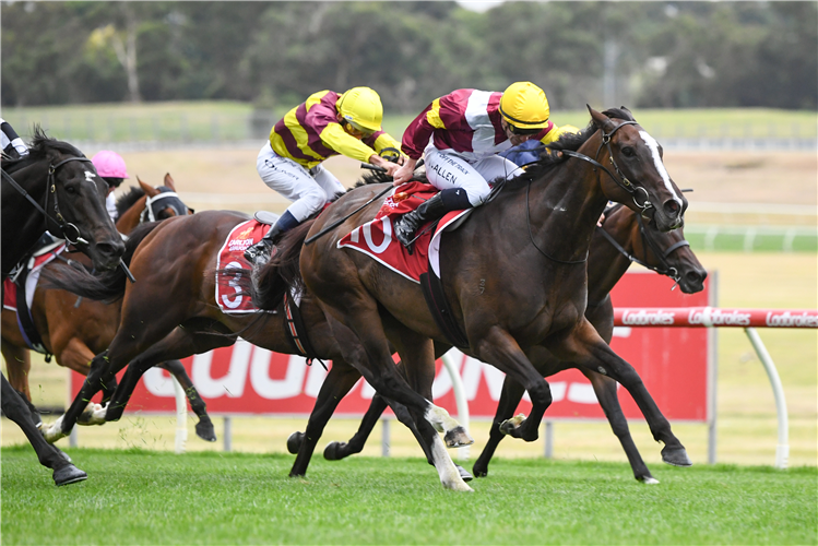 STEINEM winning the Carlton Draught Peter Young Stakes (Hillside) at Sandown in Australia.