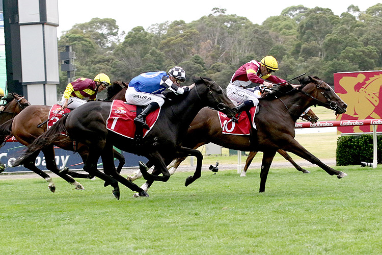 STEINEM winning the Carlton Draught Peter Young Stakes (Hillside)