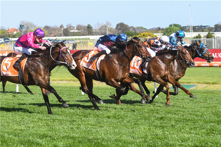 STEPARTY winning the Neds Caulfield Guineas Prelude at Caulfield in Australia.