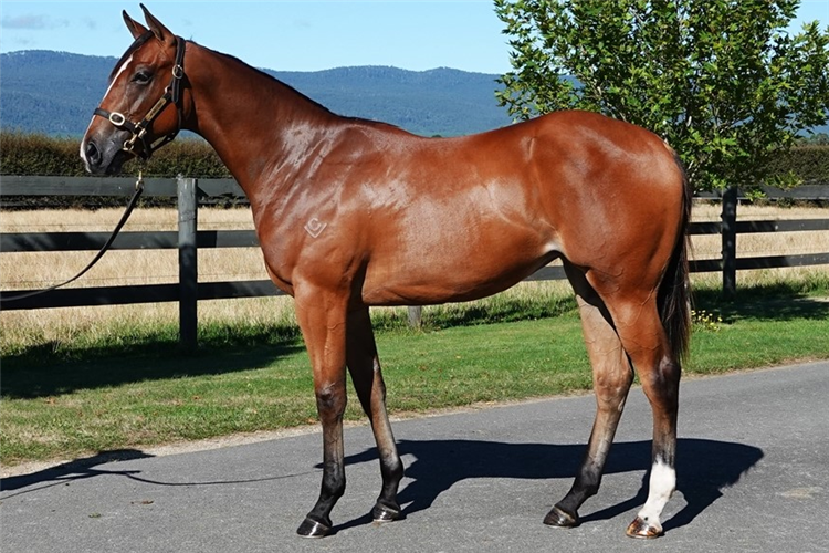 The Stratosphere-Ehor filly who topped this year’s Tasmanian Sale
