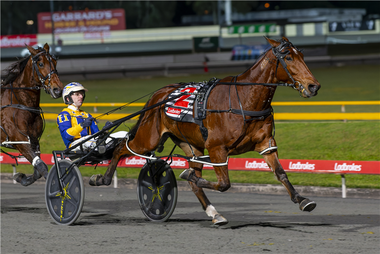 SWAYZEE winning the Group 1 Blacks A Fake at Albion Park