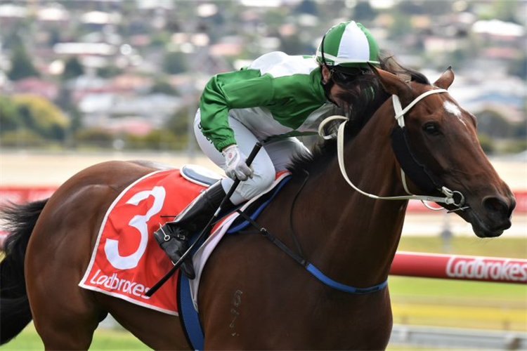 SWOOP DOG winning the Tasmanian Bloodstock Summer Cup at Hobart in Australia.