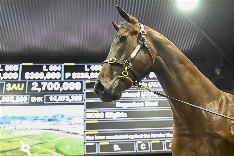 The $2.7m I Am Invincible-Anaheed colt