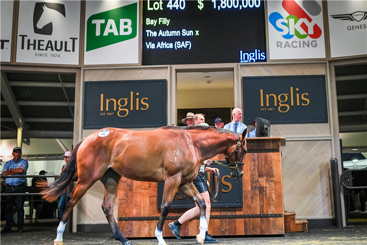 The $1.8m Inglis Easter sale-topper.