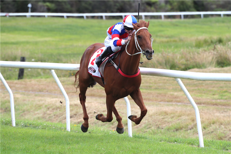 THE BUFFER winning the VERNON AND VAZEY TRUCK PARTS KUMARA GOLD NUGGETS