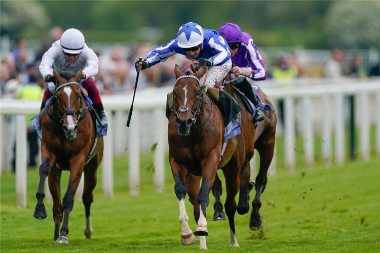 THE FOXES (blue/white cap) winning the Dante Stakes at York in England.