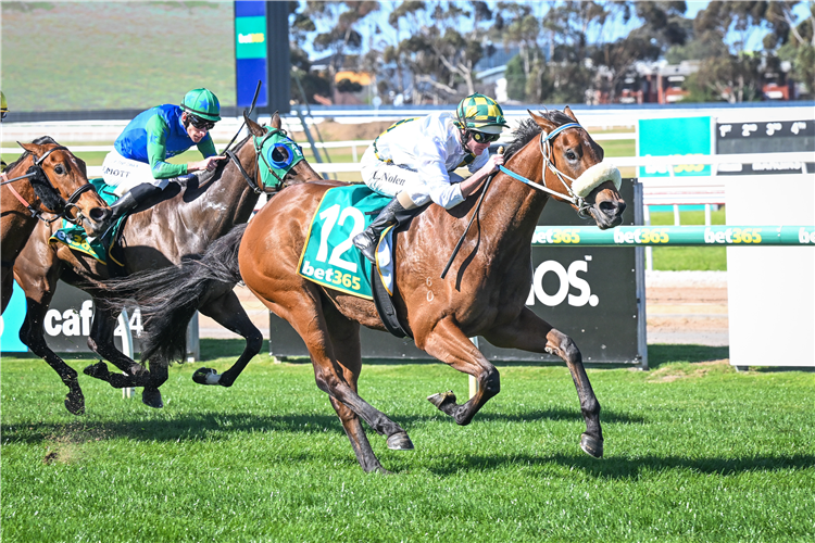 TIME OF MY LIFE winning the McGrath Estate Agents Maiden Plate in Geelong, Australia.