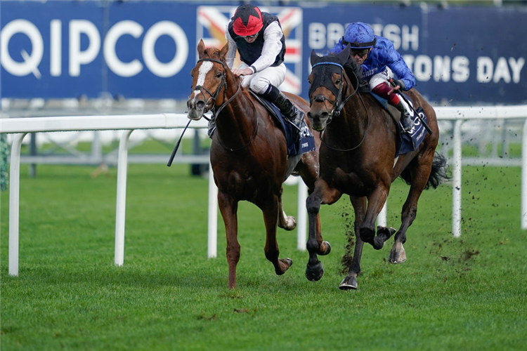 TRAWLERMAN (blue cap) winning the British Champions Long Distance Cup at Ascot in England.