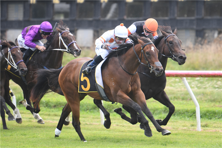 Tulsi claims victory on debut at Tauherenikau