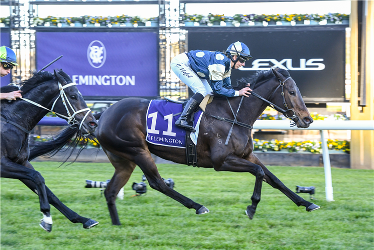 UNUSUAL CULTURE looks a strong hope in the Chester Manifold at Flemington on New Year's day