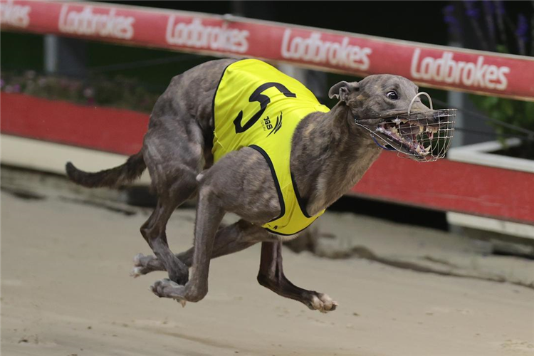 Victa Damian - Group One Derby Winner And The Pride Of S.A Greyhound Racing(Photo Courtesy Redden Photo Video Image)