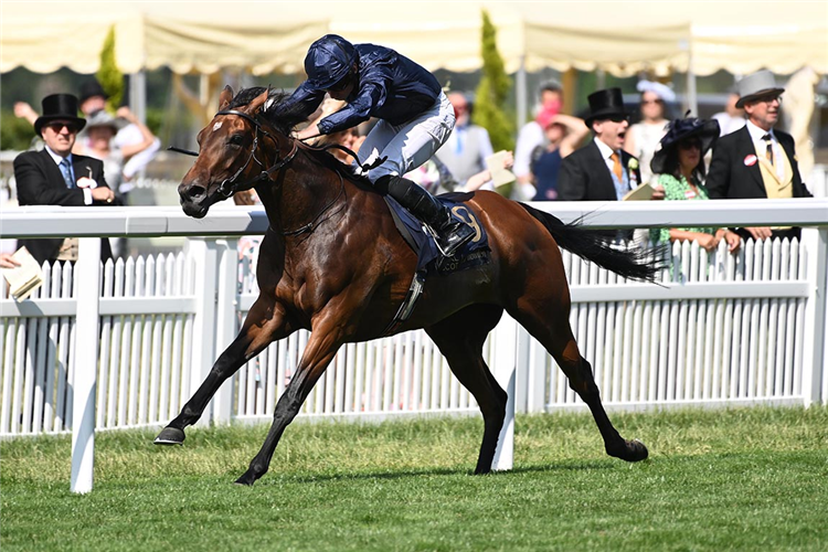 WARM HEART winning the Ribblesdale Stakes at Royal Ascot in England.