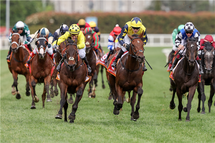 WITHOUT A FIGHT (left, yellow silks) winning the Caulfield Cup at Caulfield in Australia.