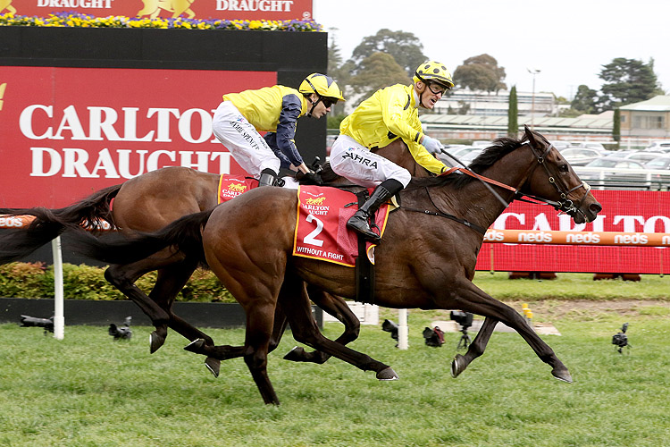 WITHOUT A FIGHT winning the Carlton Draught Caulfield Cup at Caulfield in Australia.