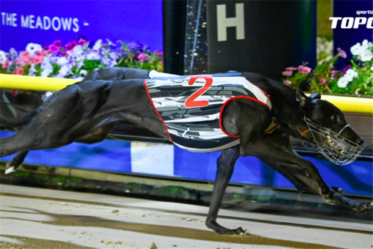 Forget Me Not Greyhound - Form, Stats & News