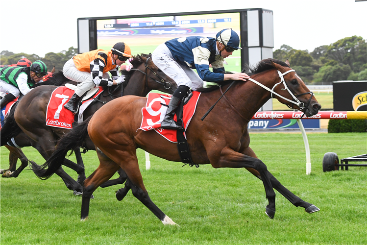 YASUKE winning the Ladbrokes Mates Mode Plate at Ladbrokes Park Hillside in Springvale, Australia.