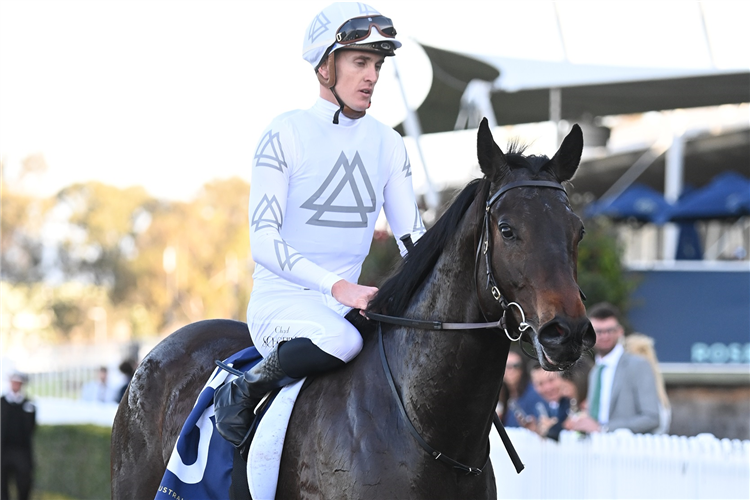 Jockey : CHAD SCHOFIELD winning the SMITHFIELD RSL SAN DOMENICO STAKES at Rosehill in Australia.