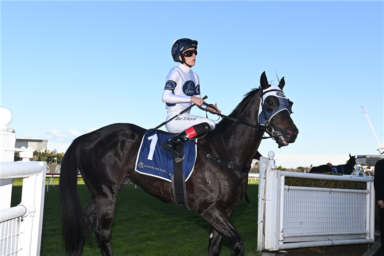 Insurrection will chase a second-straight Canterbury Sprint win on Thursday.
