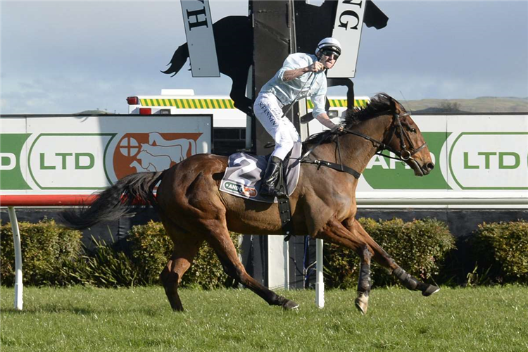 Champion jumps jockey Shaun Fannin saluting aboard West Coast at Hastings