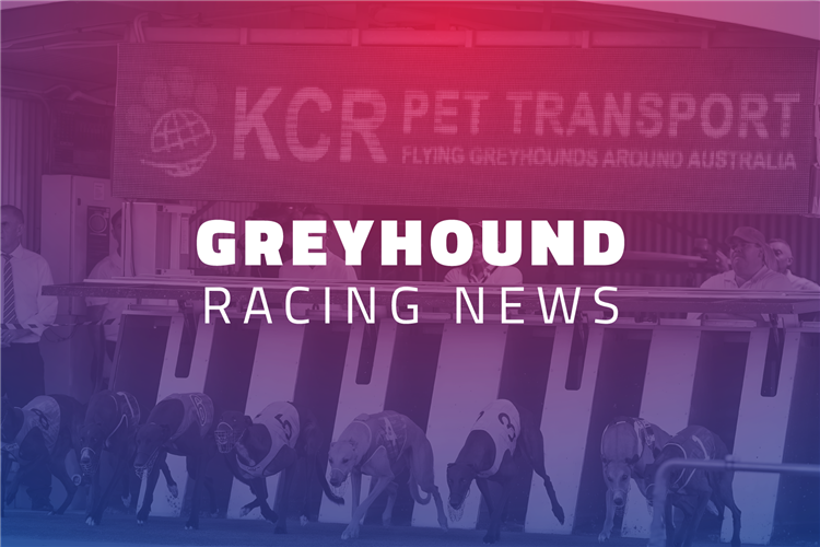 RSN Greyhound News