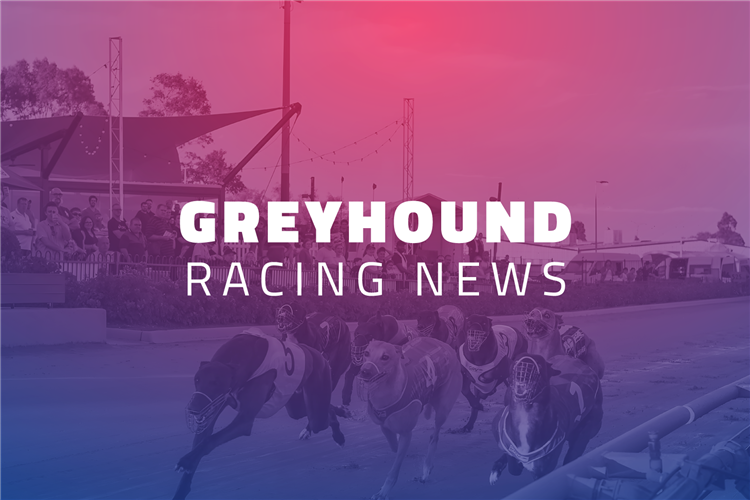 RSN Greyhound News