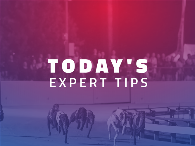 RSN Greyhound tips