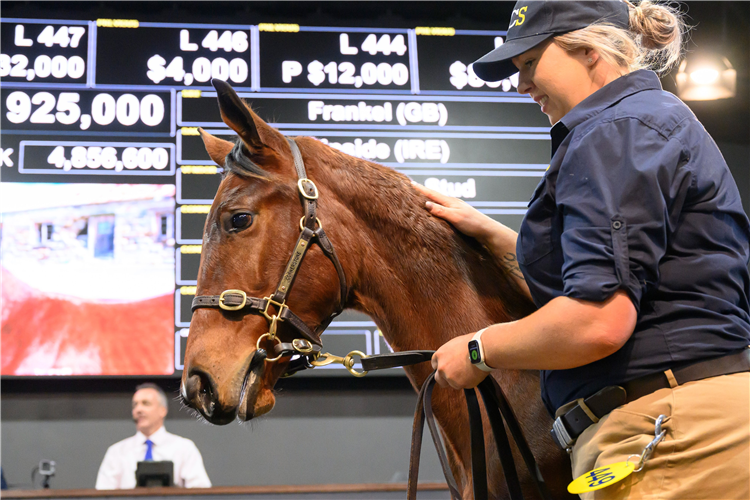 The Frankel weanling who sold for $925,000.