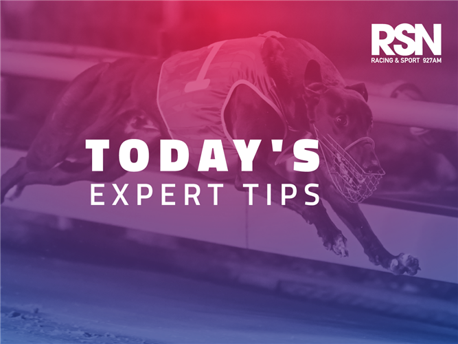 RSN Greyhound Racing Expert Tips