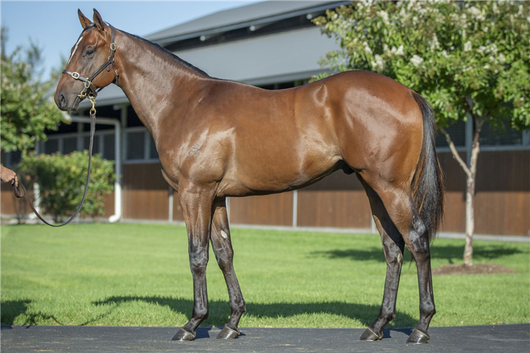 The Snitzel-Response colt to be offered at Inglis Easter.