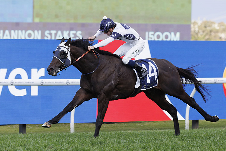 AMOR VICTORIOUS winning the CANADIAN CLUB SHANNON STAKES