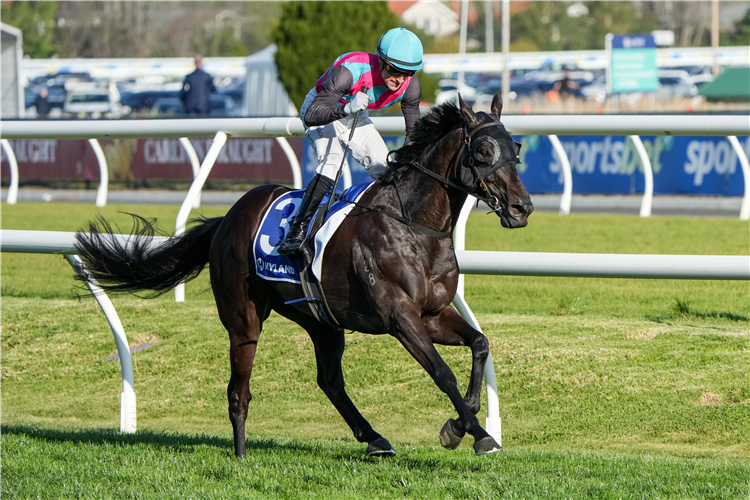 ANTINO winning the Hyland Race Colours Toorak Handicap at Caulfield in Australia.