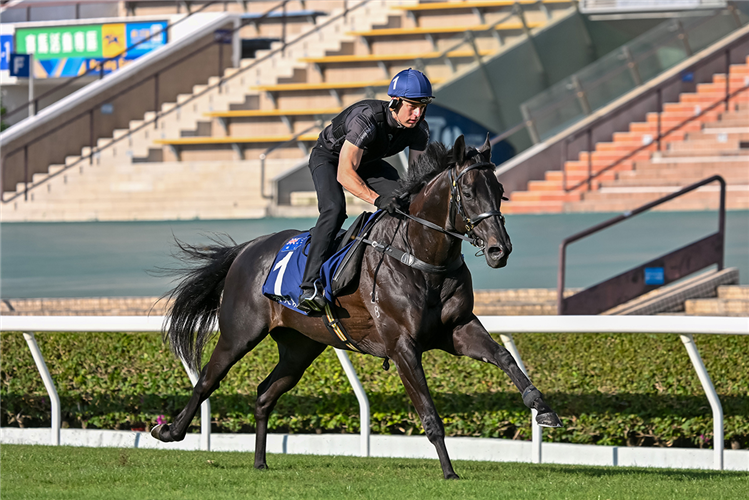 Antino stretches out at Sha Tin.