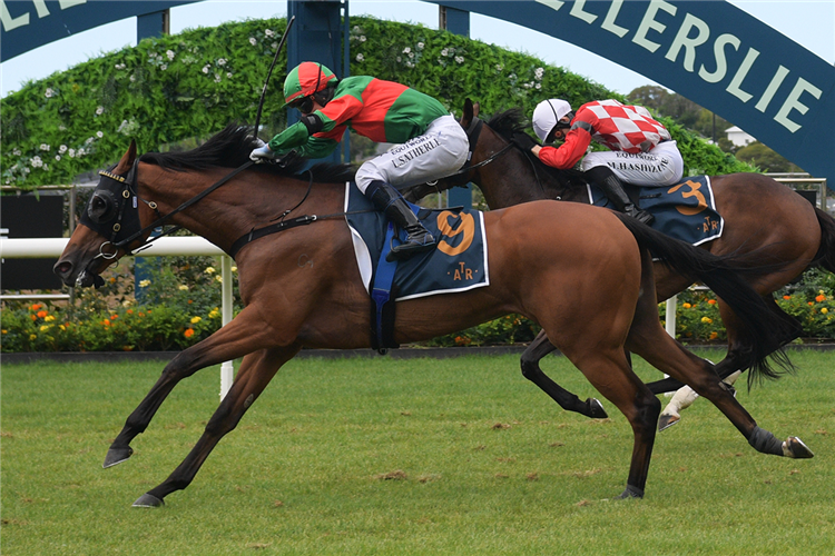 Former Derby winner back to winning form in Avondale Cup