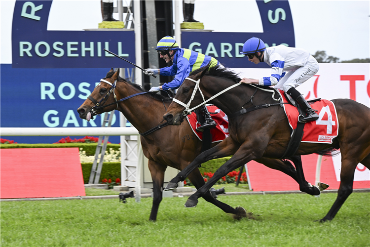 ATTRITION winning the TOYOTA FORKLIFTS HILL STAKES at Rosehill in Australia.