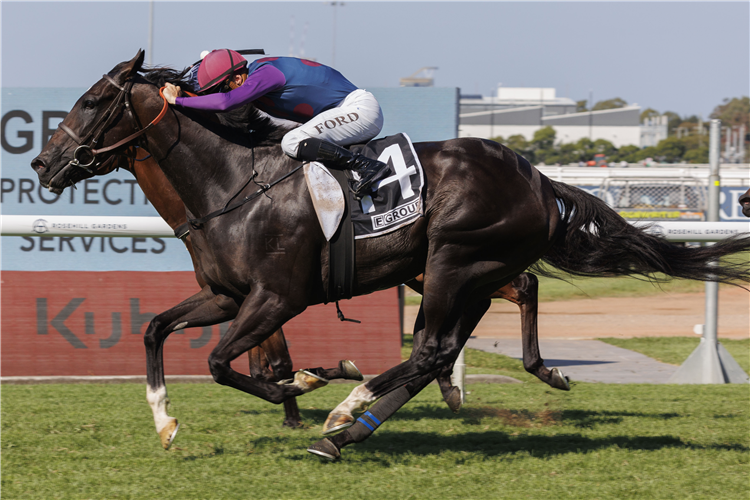 BANDI'S BOY winning the Egroup Security Star Kingdom Stakes at Rosehill in Australia.