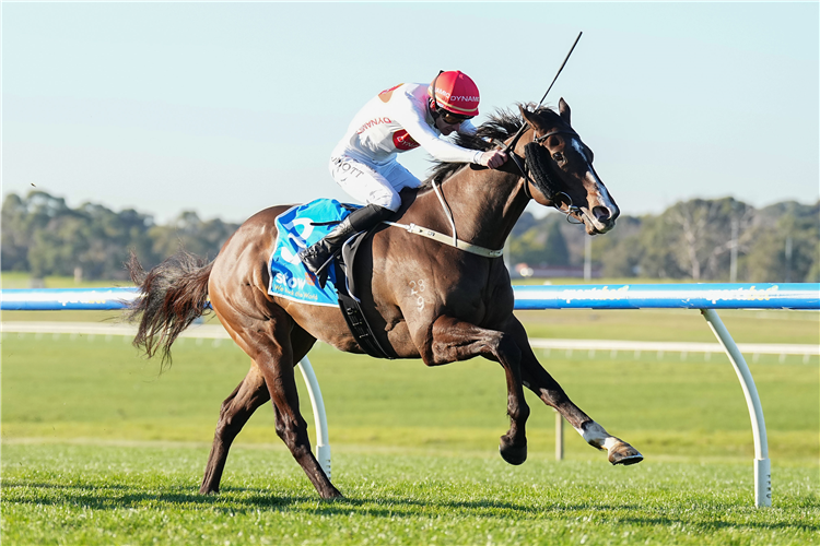 BAROQUE ROAD winning the Stow Storage Solutions Handicap at Sportsbet Sandown Hillside in Springvale, Australia.