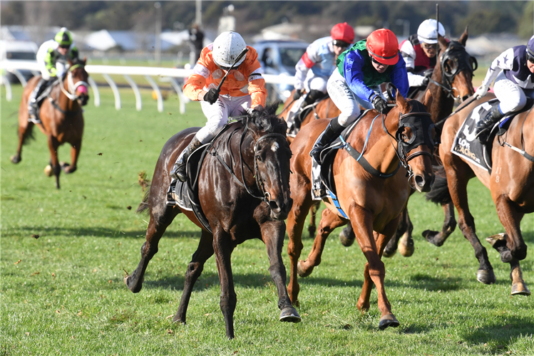 BLACKWOOD STAR winning the HALLMARK & STONE PARLIAMENTARY HANDICAP