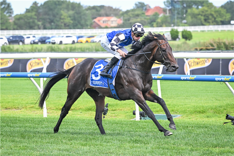 BRAVE MEAD winning the Tile Importer Manfred Stakes in Caulfield, Australia.