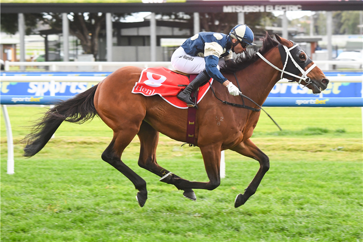 BUCKAROO winning the Henley Homes Underwood Stakes at Caulfield in Australia.