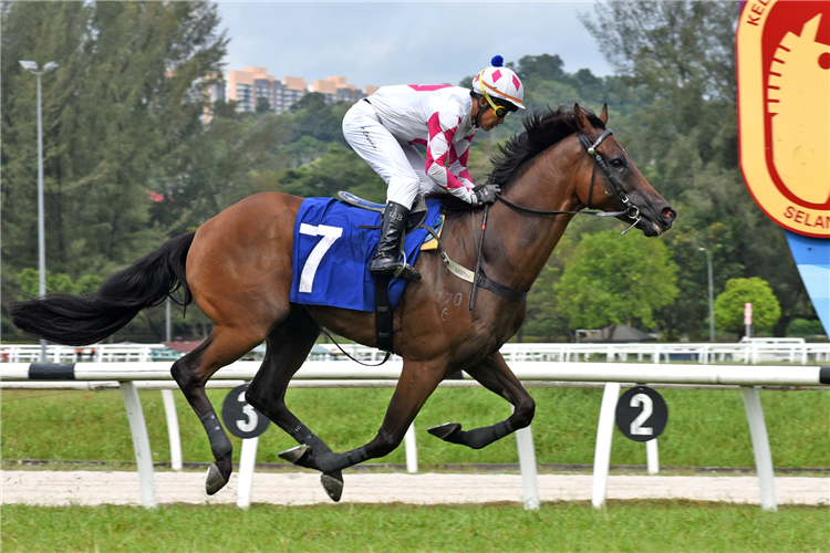 BUURAQ SIXTY ONE winning the Nov 02 2024 Selangor Meeting Race 5 (1023) : Class CCL34 - 1020M [II] Prize Money :RM 35000 15:45 WIN TIME : 59.4016