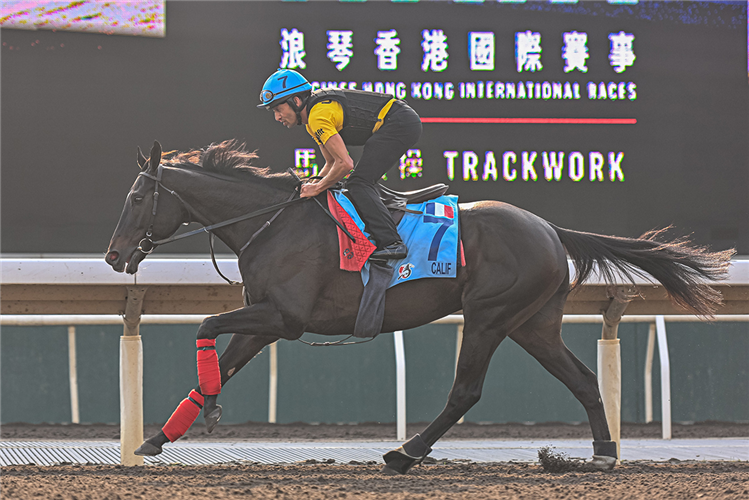 CALIF works at Sha Tin