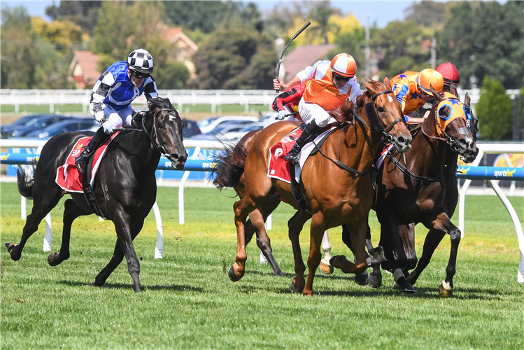 CAMPIONESSA winning the Carlton Draught Peter Young Stakes at Caulfield in Australia.