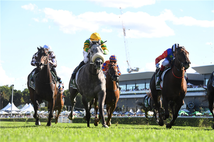 CHAIN OF LIGHTNING winning the JAMES SQUIRE T J SMITH STAKES at Randwick in Australia.