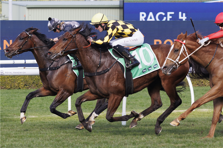 CLEAR THINKING winning the TAB HIGHWAY HANDICAP at Randwick in Australia.