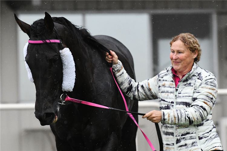 Complicate with his strapper after scoring a tough win in Saturday’s Snow Williams Bayleys Country (1600m) at Tauranga.