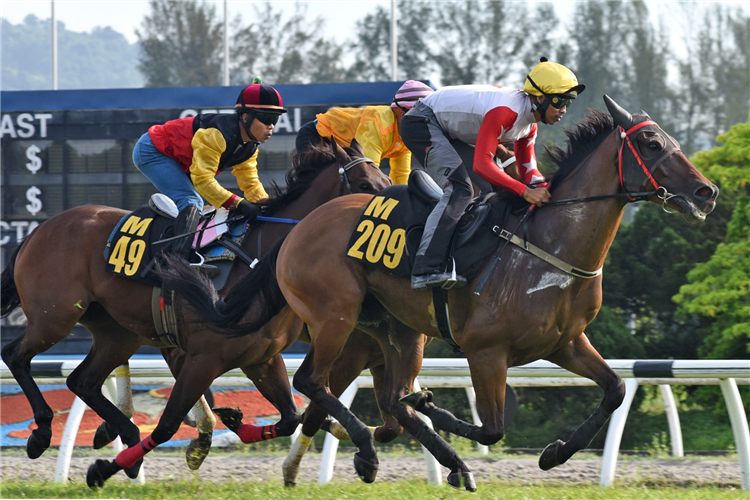 Contarelli (Khairil Zulkiflee) finishing ahead of Garudan (obscured) in barrier trial No. 3 at Sungai Besi on Nov 5. Thunderstorm (Uzair Sharudin, M49) ran third.