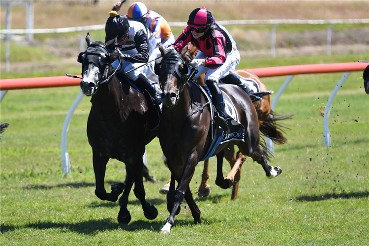 Coruba Jak on potential Trans-Tasman Cups path