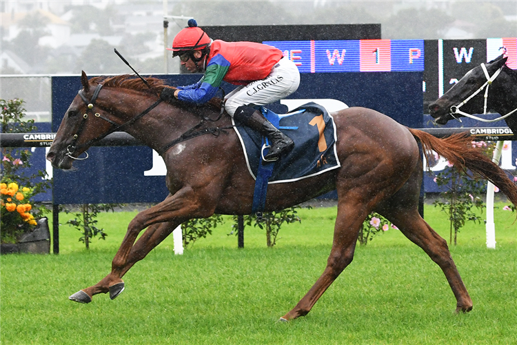 DOMAIN ACE winning the TAB STAR WAY STAKES