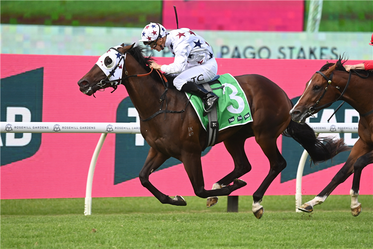 DUBLIN DOWN winning the Pago Pago Stakes at Rosehill in Australia.